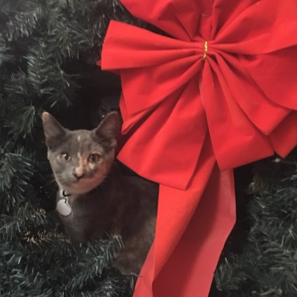 Meet your Posher, Shelle - Picture 1 of 1